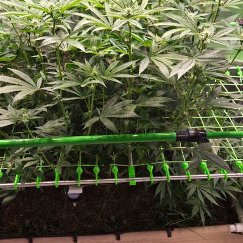 La Bomba #2 growlog timeline photo