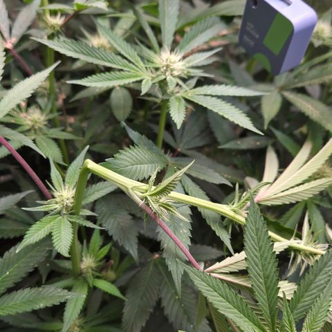 La Bomba #2 growlog timeline photo