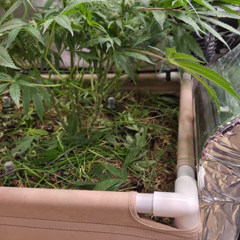 CBD Skunk Haze growlog timeline photo