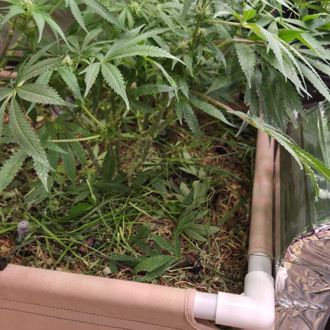 CBD Skunk Haze growlog timeline photo