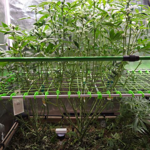 La Bomba #1 growlog timeline photo