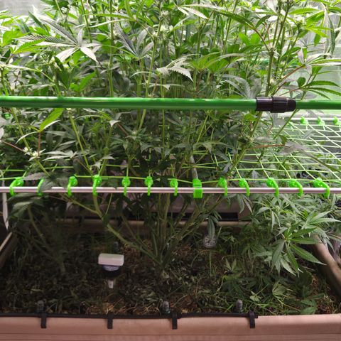 La Bomba #1 growlog timeline photo