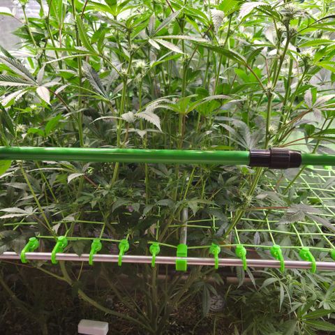 La Bomba #2 growlog timeline photo