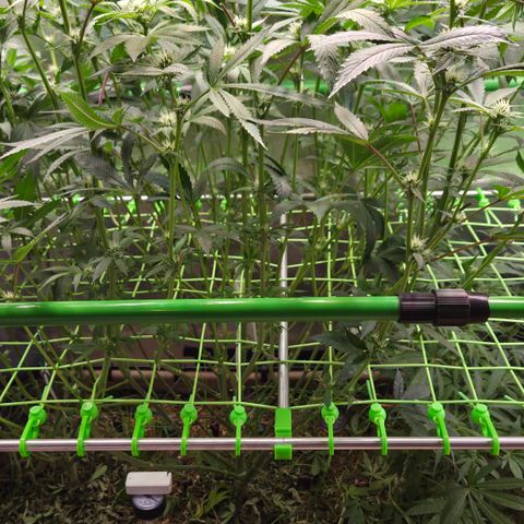 La Bomba #2 growlog timeline photo