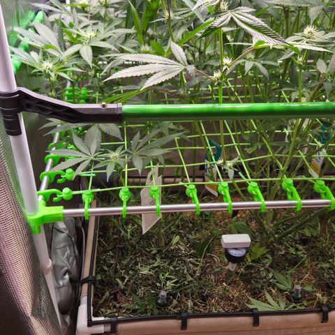La Bomba #1 growlog timeline photo