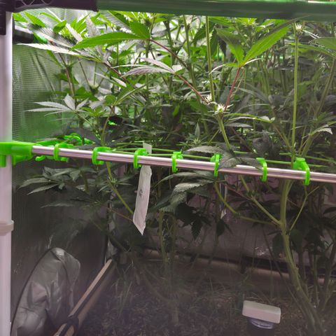 La Bomba #1 growlog timeline photo