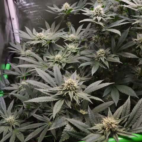 La Bomba #1 growlog timeline photo