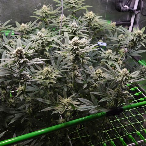 La Bomba #2 growlog timeline photo