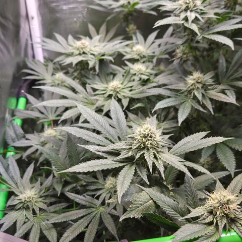 La Bomba #1 growlog timeline photo