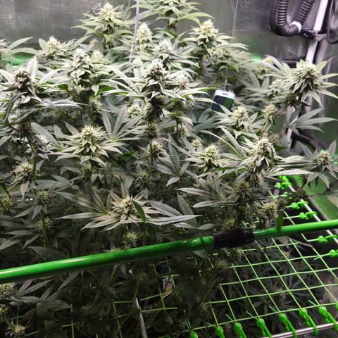 La Bomba #2 growlog timeline photo