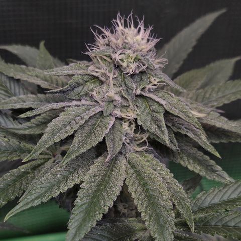 La Bomba #2 growlog timeline photo