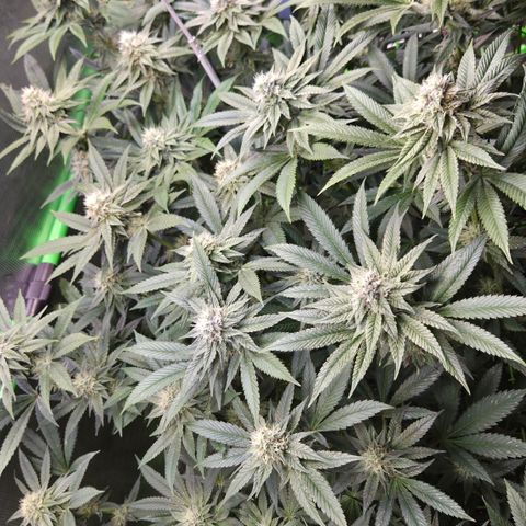 La Bomba #2 growlog timeline photo
