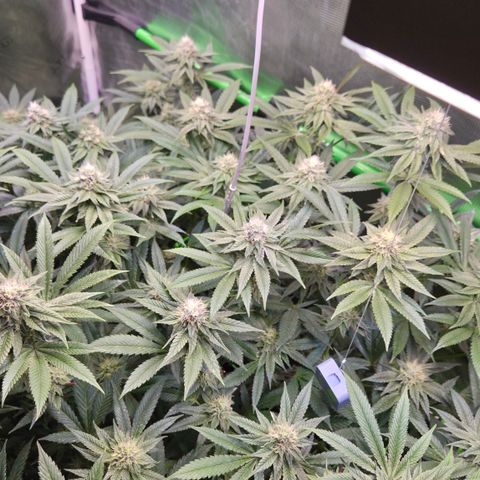 La Bomba #2 growlog timeline photo