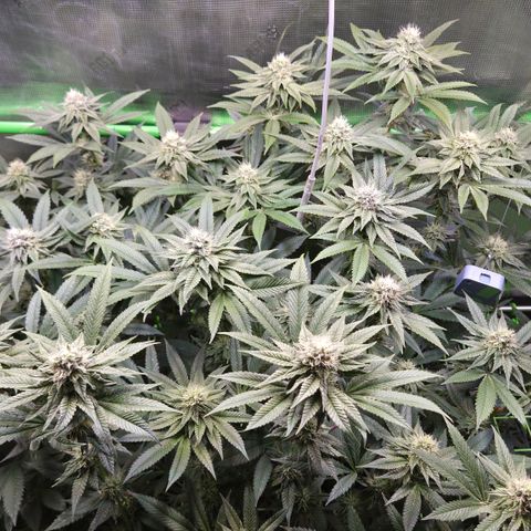 La Bomba #2 growlog timeline photo