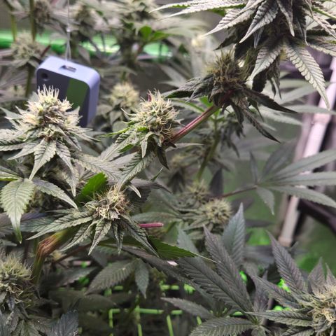 La Bomba #2 growlog timeline photo
