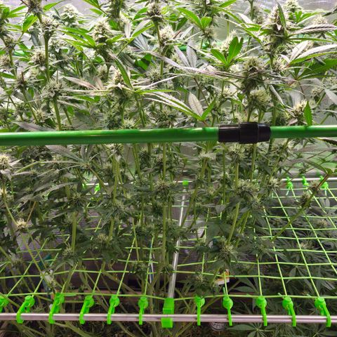 La Bomba #2 growlog timeline photo