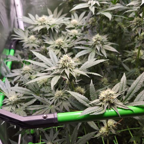 La Bomba #1 growlog timeline photo