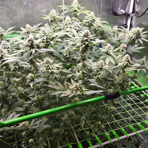 La Bomba #2 growlog timeline photo