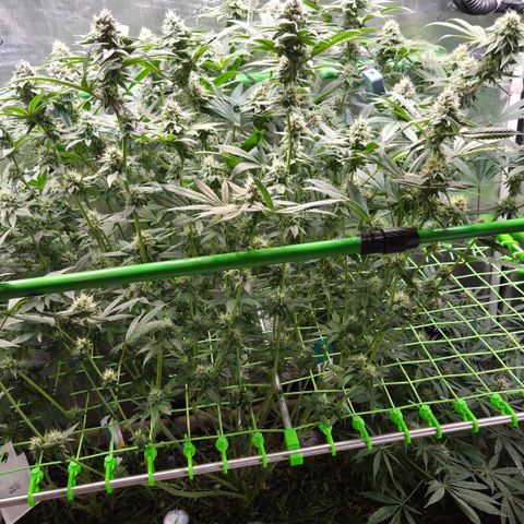 La Bomba #2 growlog timeline photo