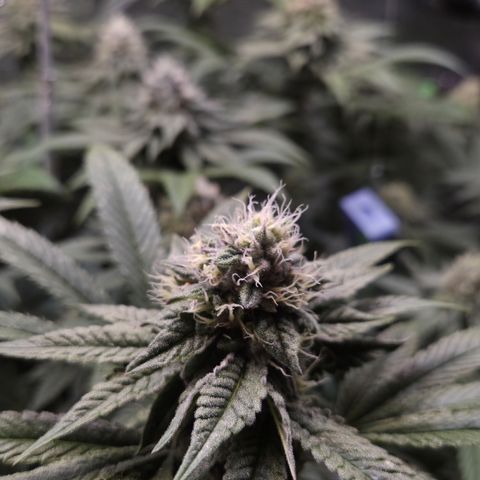 La Bomba #2 growlog timeline photo