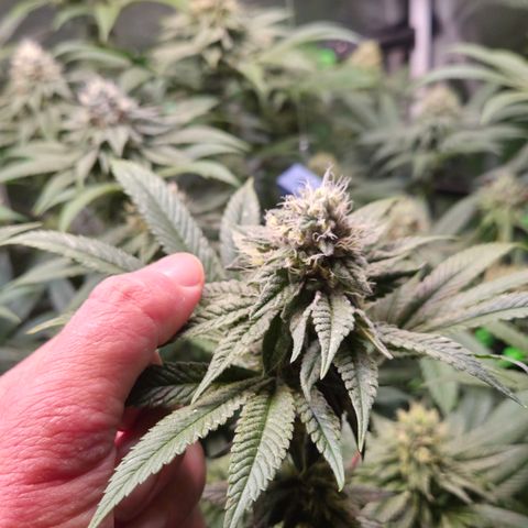 La Bomba #2 growlog timeline photo
