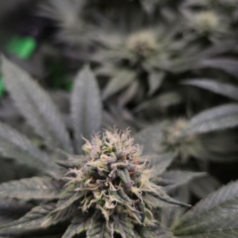 La Bomba #2 growlog timeline photo