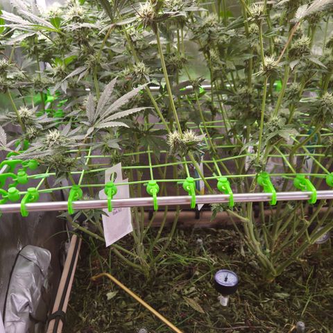 La Bomba #2 growlog timeline photo