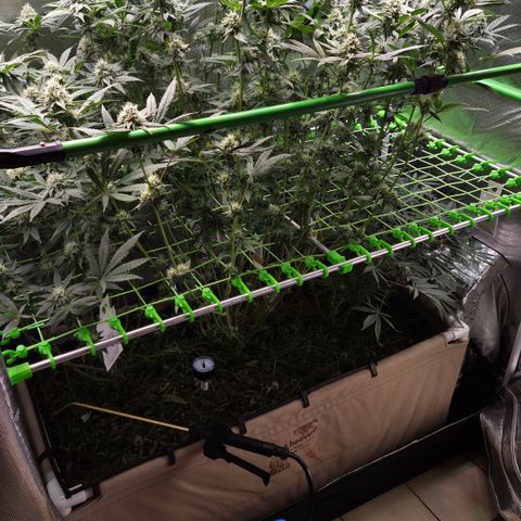 La Bomba #1 growlog timeline photo