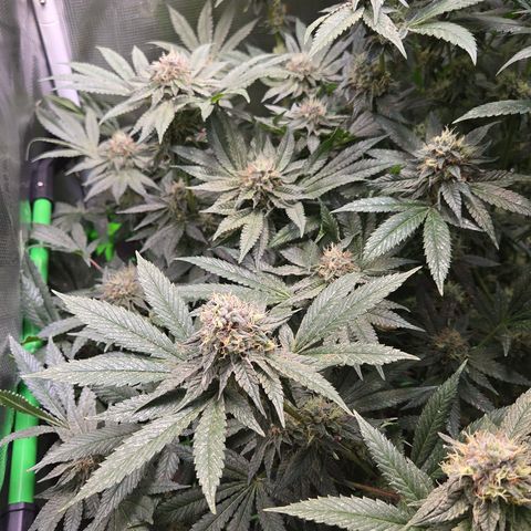 La Bomba #1 growlog timeline photo