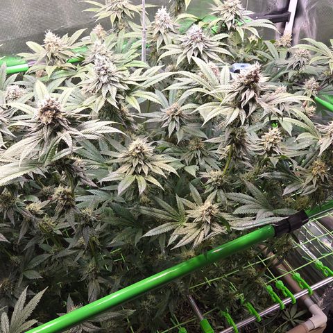 La Bomba #2 growlog timeline photo