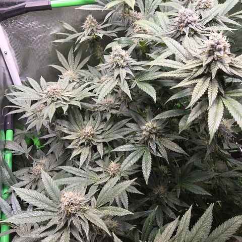 La Bomba #1 growlog timeline photo