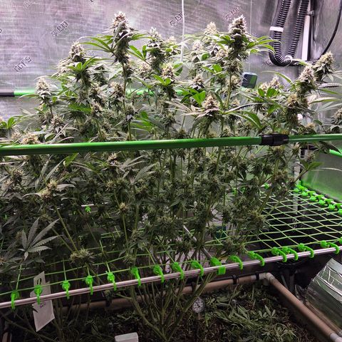 La Bomba #1 growlog timeline photo