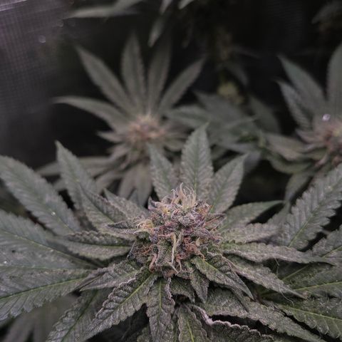 La Bomba #1 growlog timeline photo