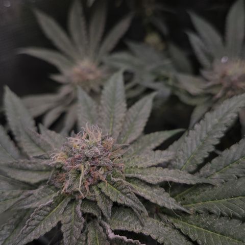 La Bomba #1 growlog timeline photo