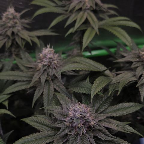 La Bomba #2 growlog timeline photo