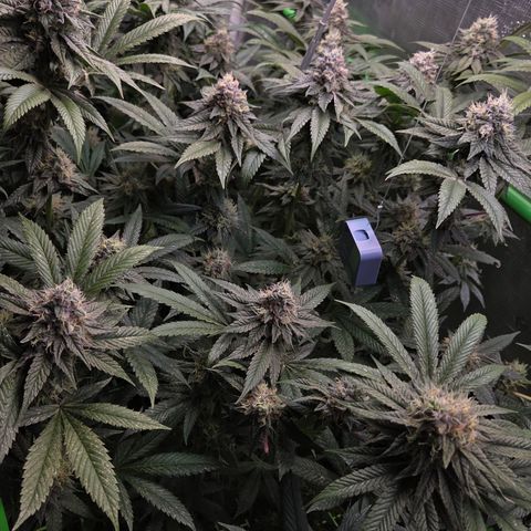 La Bomba #2 growlog timeline photo