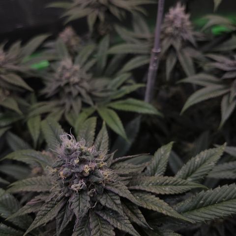 La Bomba #2 growlog timeline photo