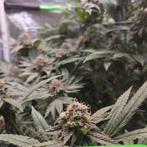 La Bomba #1 growlog timeline photo