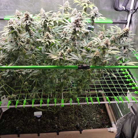 La Bomba #2 growlog timeline photo