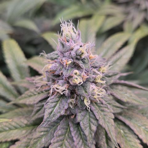 La Bomba #2 growlog timeline photo