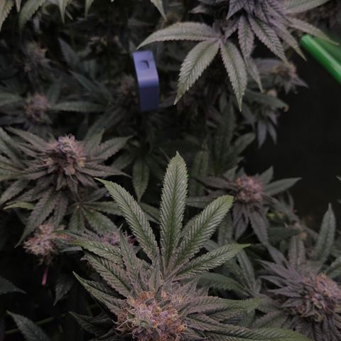 La Bomba #2 growlog timeline photo