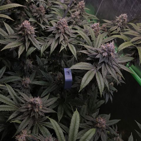 La Bomba #2 growlog timeline photo