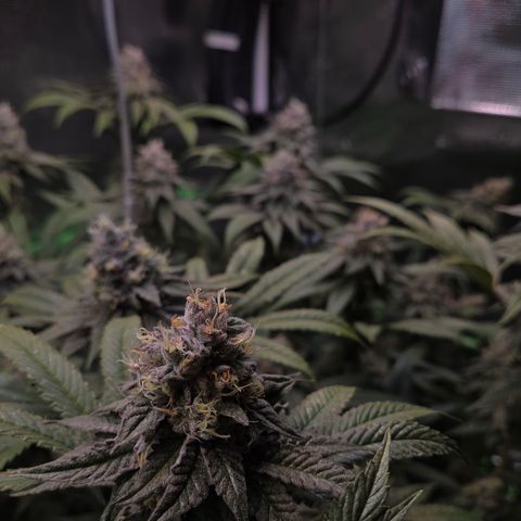 La Bomba #2 growlog timeline photo