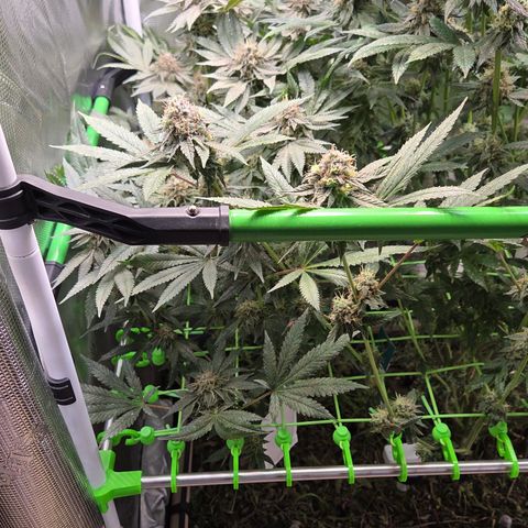 La Bomba #1 growlog timeline photo