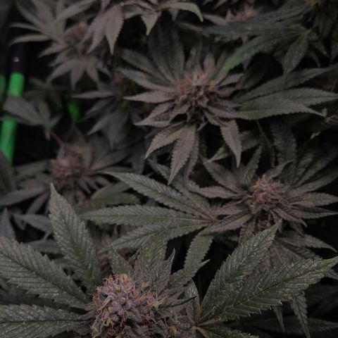 La Bomba #1 growlog timeline photo