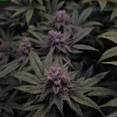 La Bomba #1 growlog timeline photo