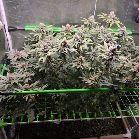 La Bomba #1 growlog timeline photo