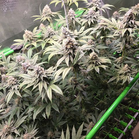 La Bomba #1 growlog timeline photo