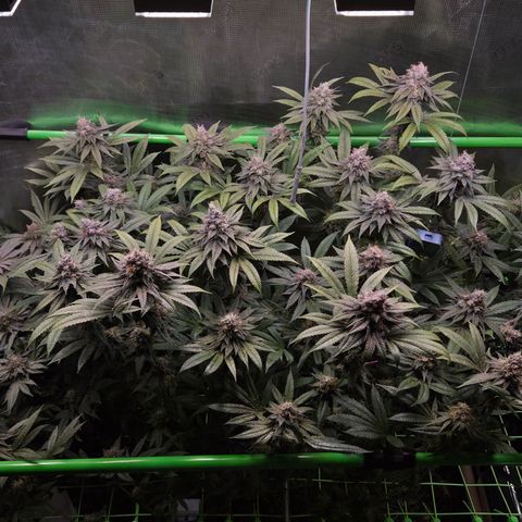 La Bomba #1 growlog timeline photo