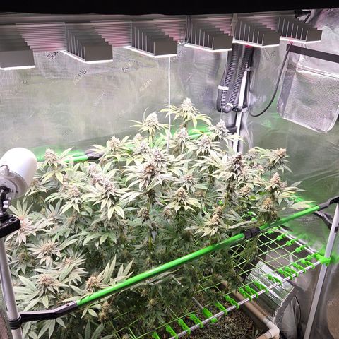 La Bomba #1 growlog timeline photo